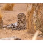RCU AND ARABIAN LEOPARD FUND ANNOUNCE MAJOR CONSERVATION COOPERATIVE AGREEMENT WITH SMITHSONIAN’S NATIONAL ZOO AND CONSERVATION BIOLOGY INSTITUTE